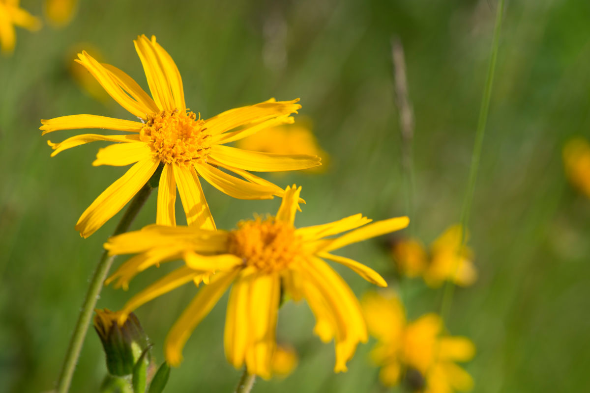 Arnica