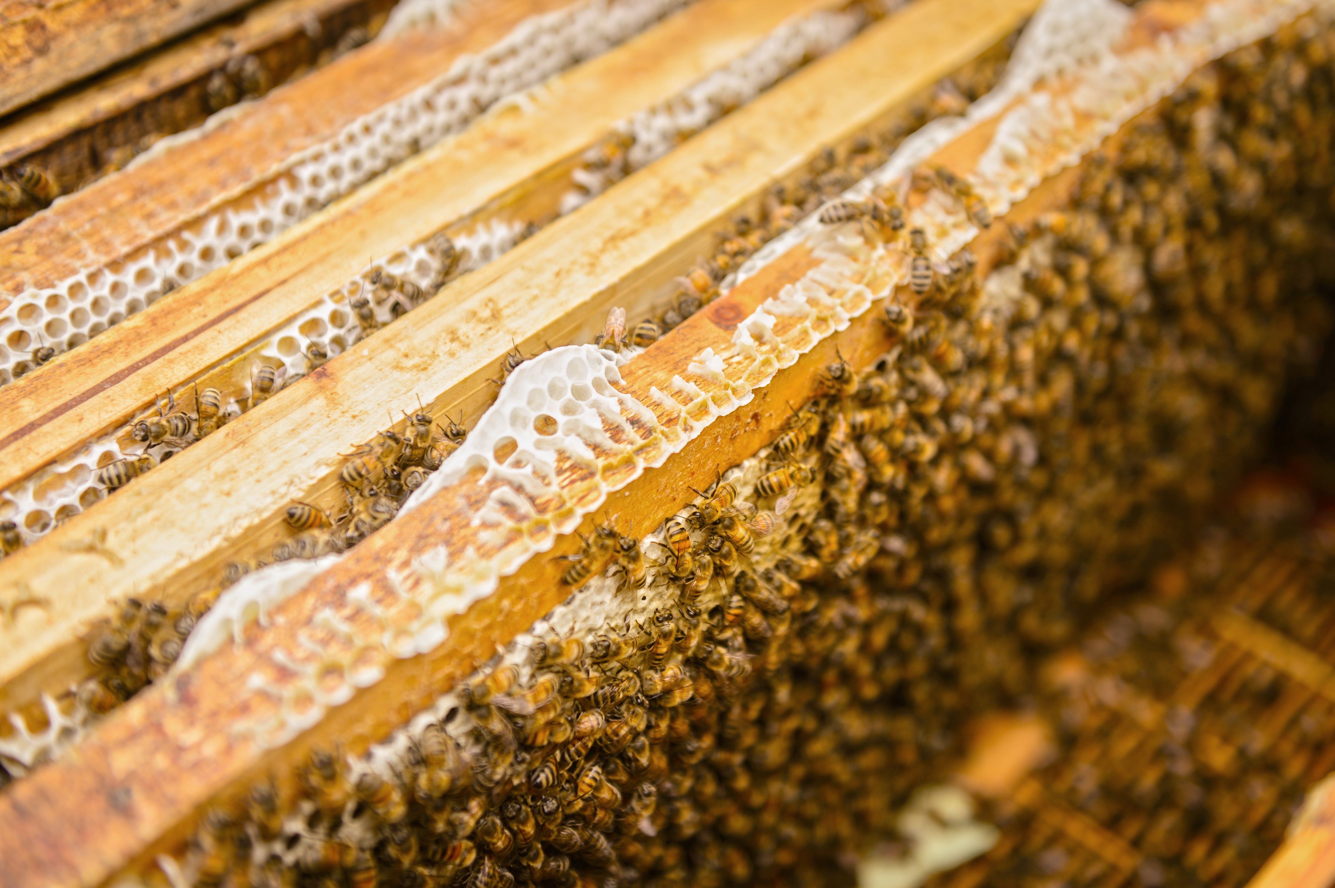 Beeswax