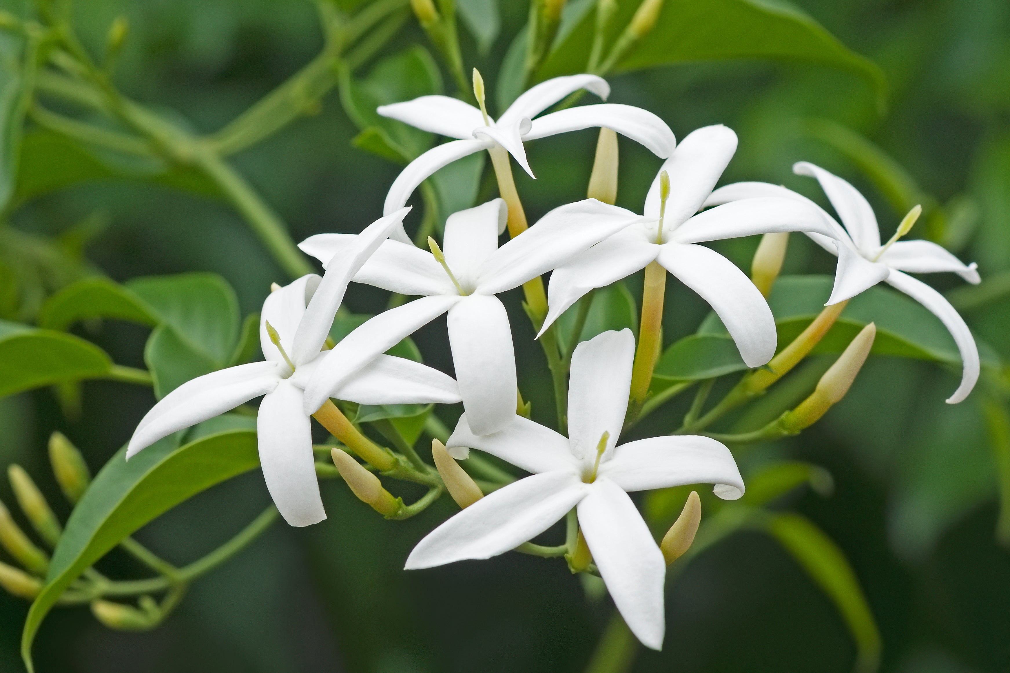 Jasmine Flower