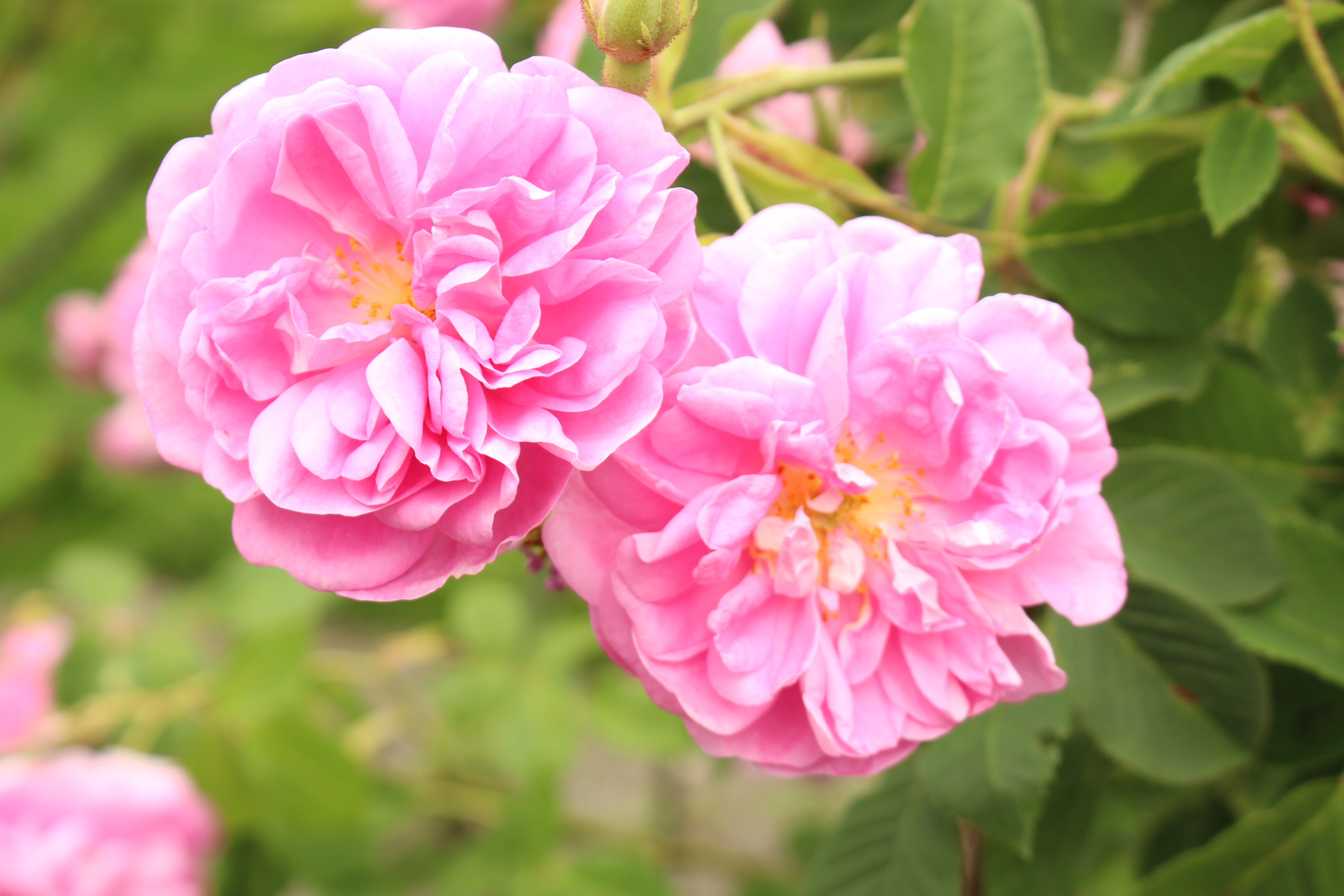 Rose, Damask
