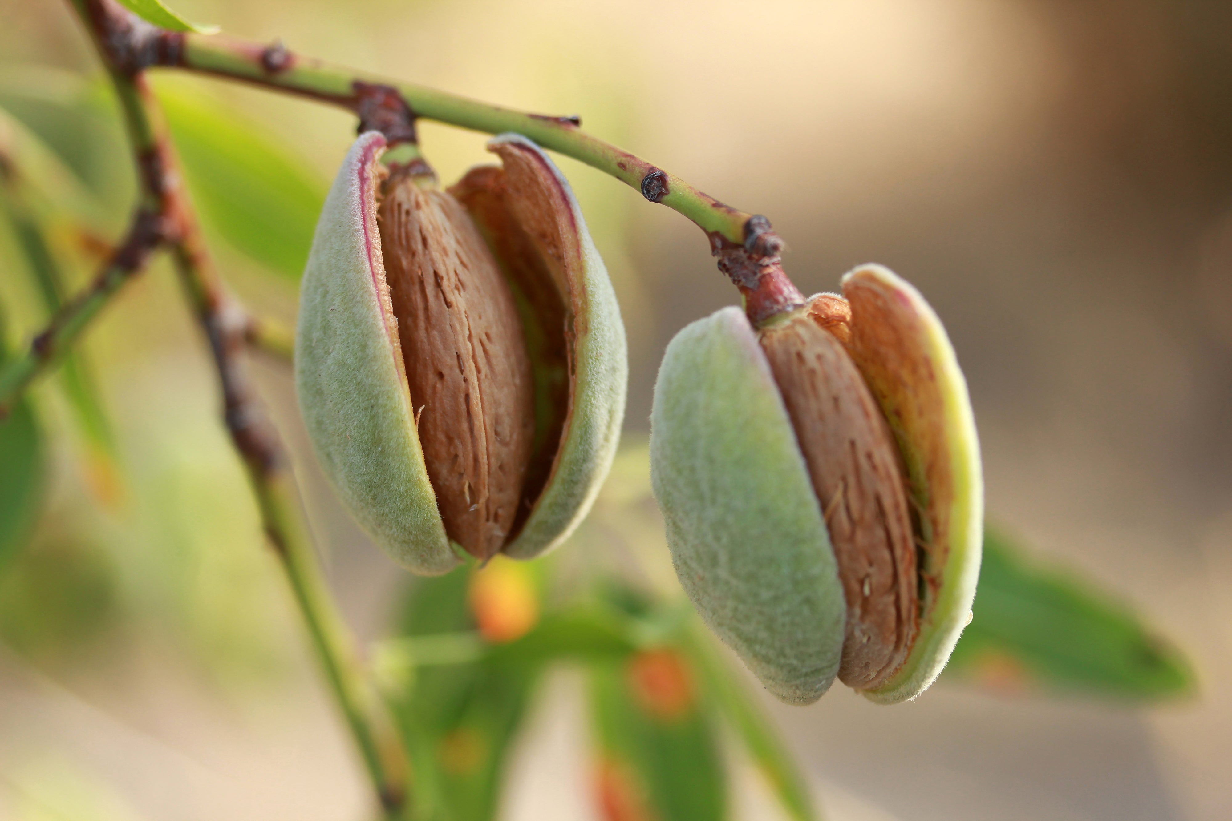 Sweet Almond