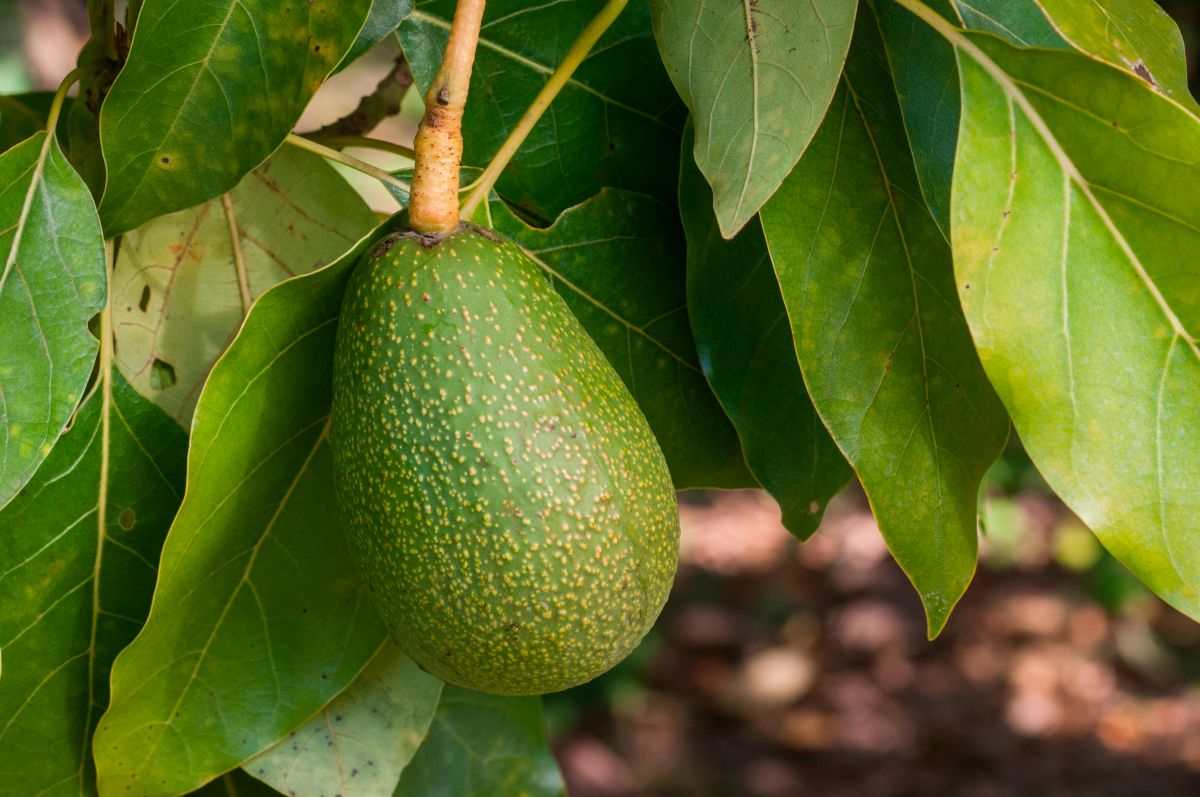 Avocado Oil