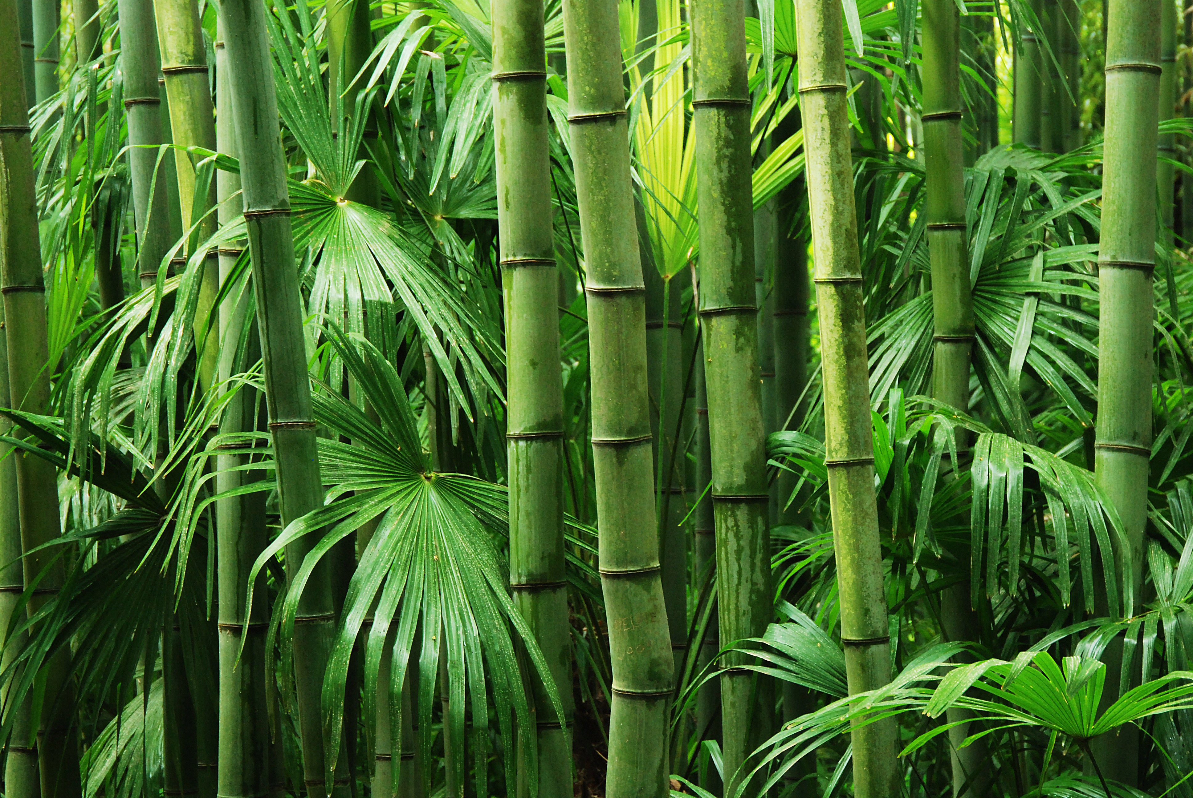 Bamboo Extract