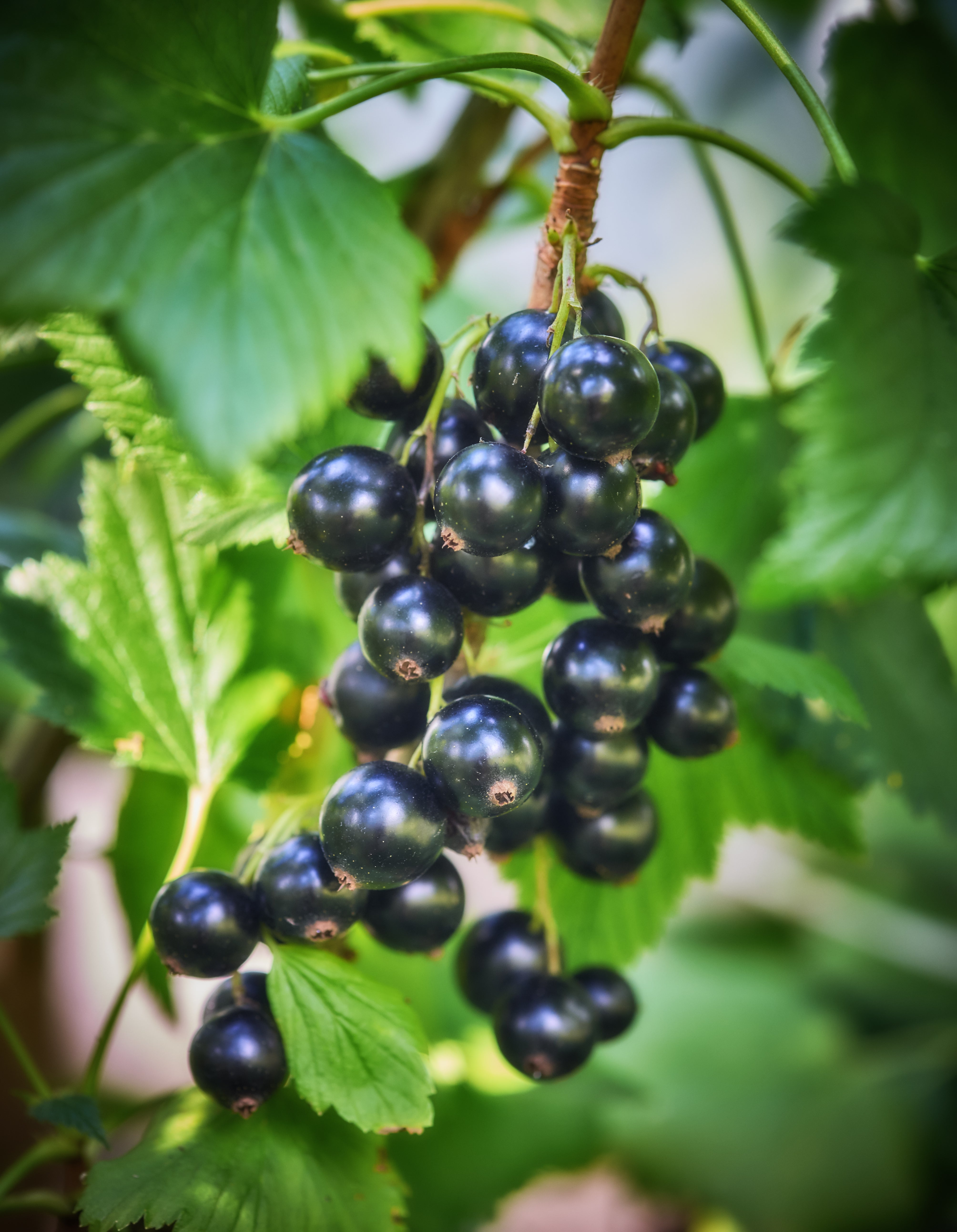 Black Currant