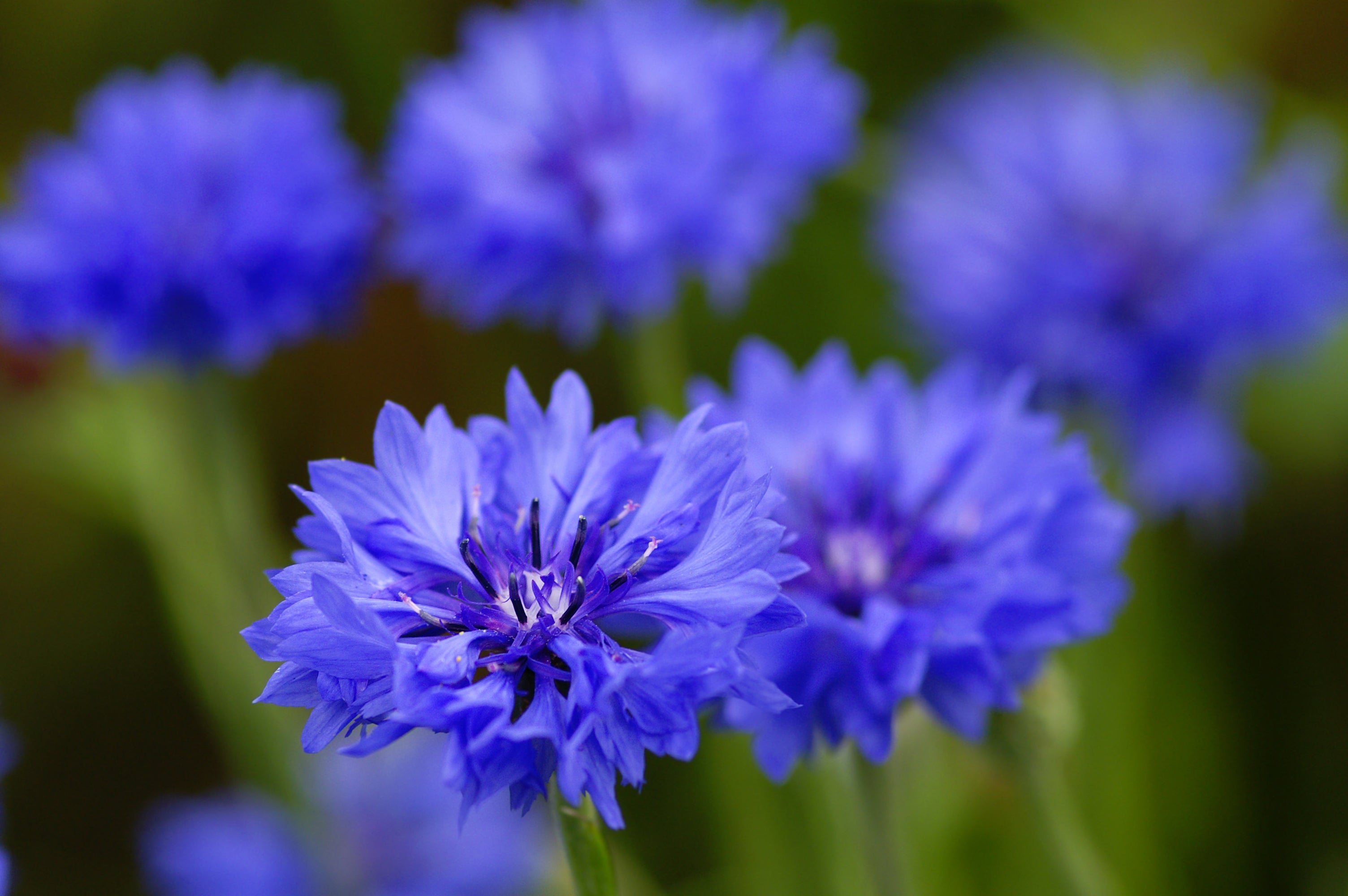 Cornflower
