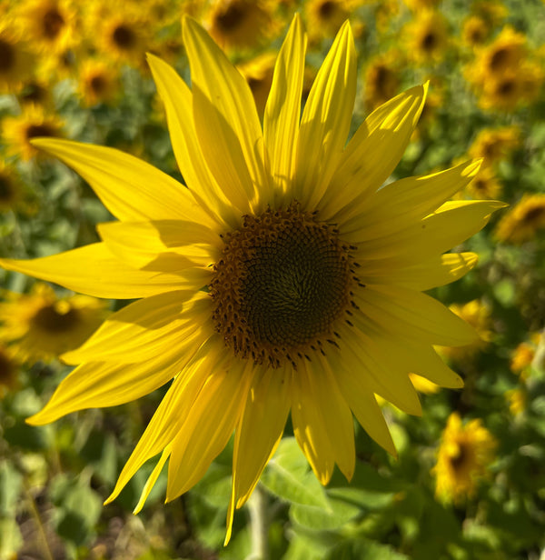 From Indie’s Desk: A Birthday Month Reflection