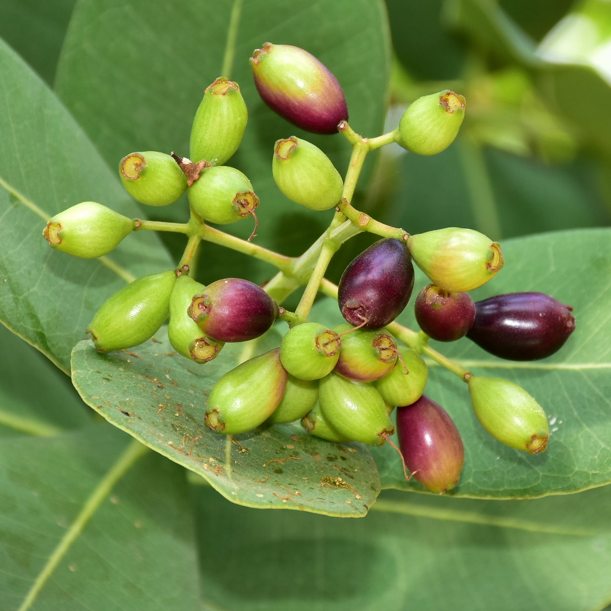 Java Plum