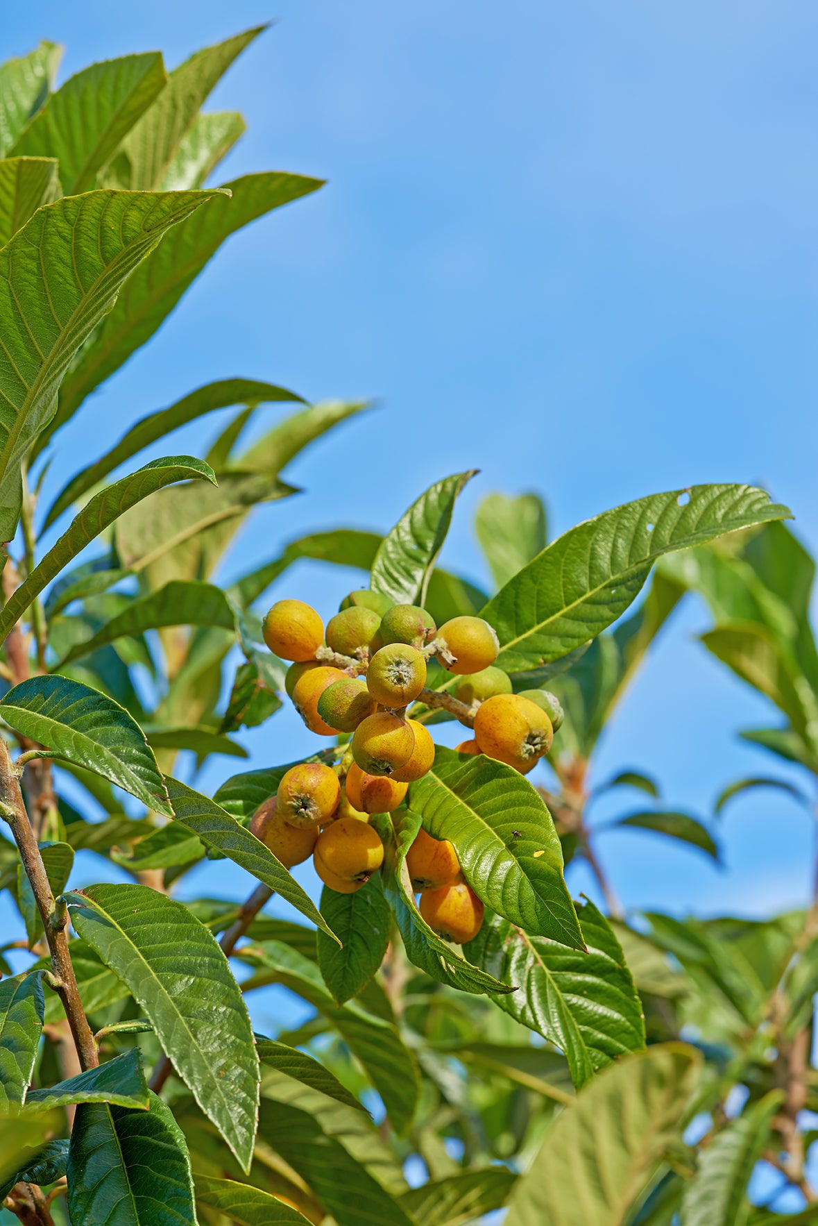 Marula Oil