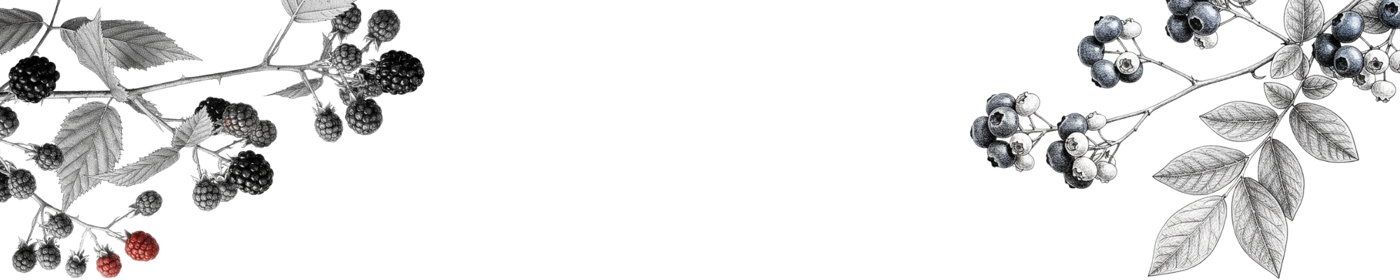 Indie Lee Botanicals