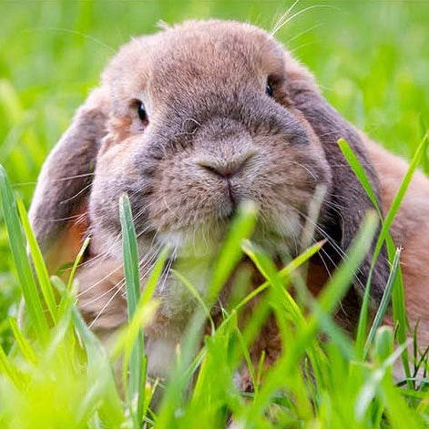 Close-up of a rabbit in a grassy field